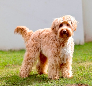 Ridgy Didge Heart Song: Bentley