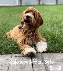 Willow Haven Bella Lakewood HanSolo