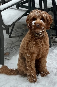 Monarch Fairytale Lanes Copper