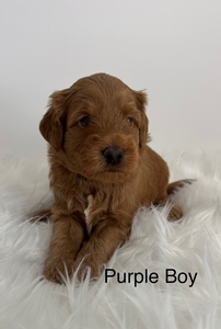 Purple boy 
