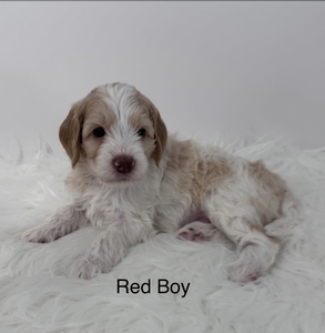Red boy 