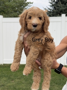 Gray boy