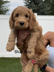 Blue boy