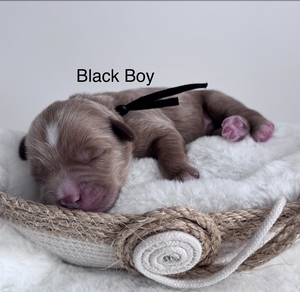 Black boy