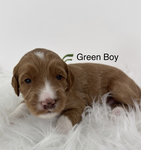 Green boy