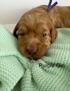 Purple girl