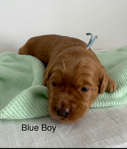 Blue boy