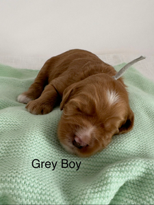 Gray boy