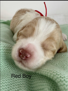 Red boy 