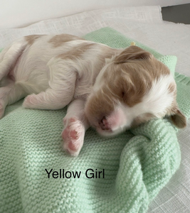 Yellow girl 