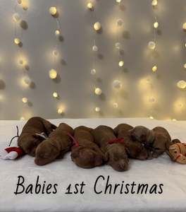 Kale Faith and Copper