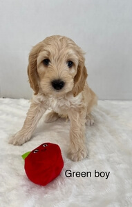 Green Boy 2024