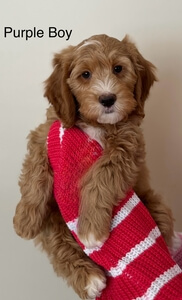 Purple Boy 2024