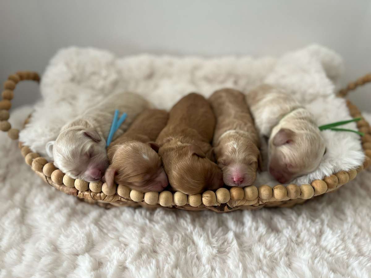 What Colors Do Australian Cobberdogs Come In? 