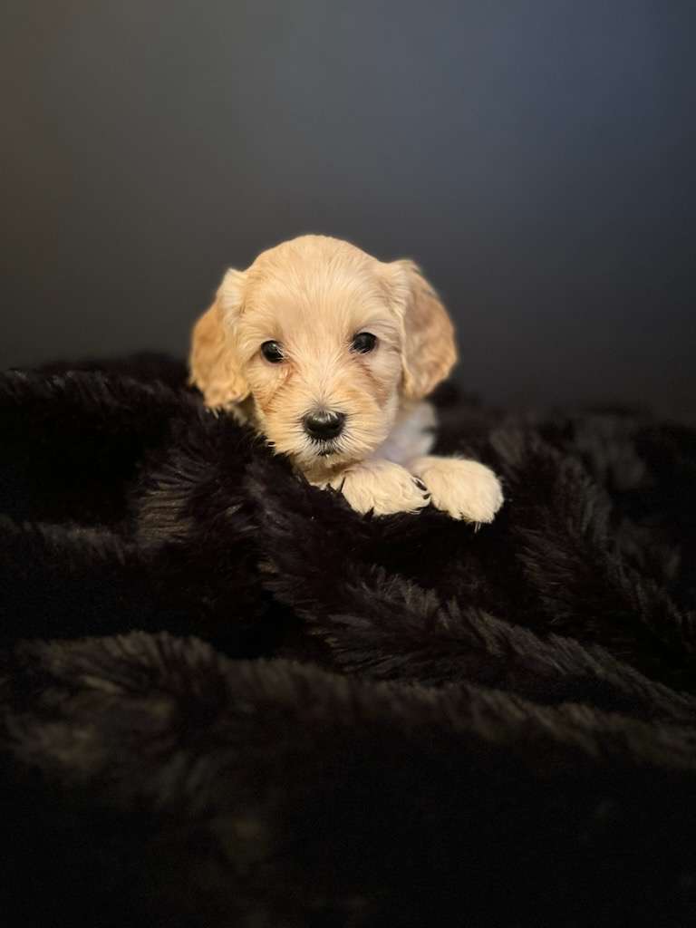 Australian Cobberdogs Coat Types