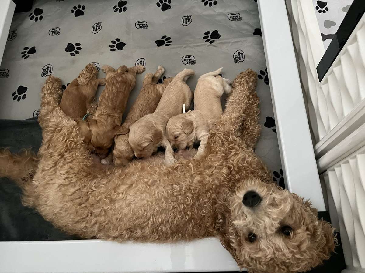 About Joreese Australian Cabberdogs