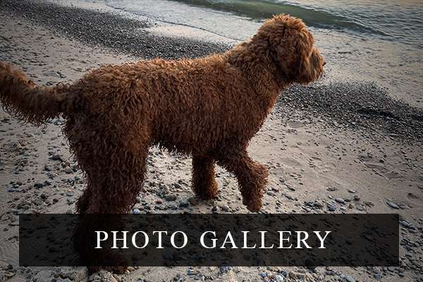 Joreese Cobberdogs Photo Gallery Joreese Cobberdogs Photo Gallery