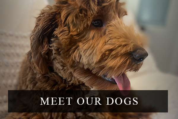 Meet Joreese Cobberdogs Adult Dogs Meet Joreese Cobberdogs Adult Dogs