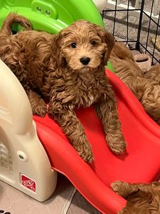 Joreese Australian Cobberdog Puppies